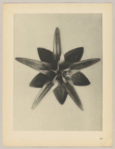 Asclepias speciosa