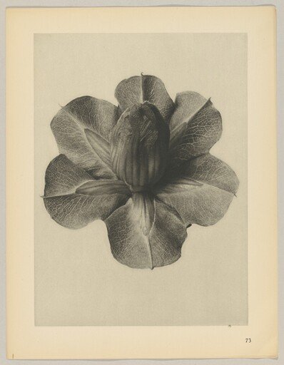 Cobaea scandens