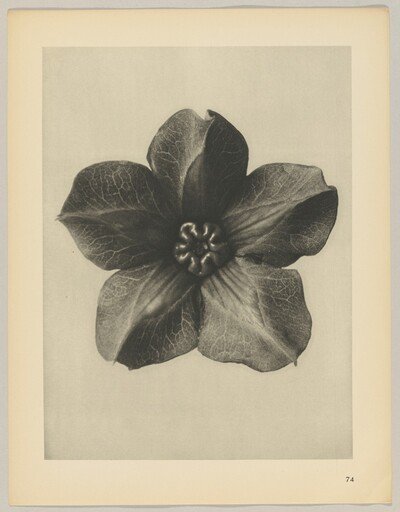 Cobaea scandens