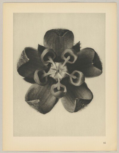 Asclepias syriaca
