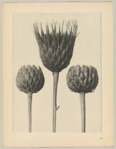 Serratula nudicaulis