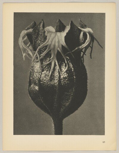 Tellima grandiflora