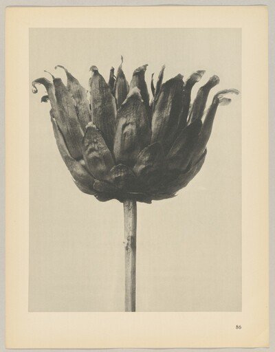 Centaurea ruthenica