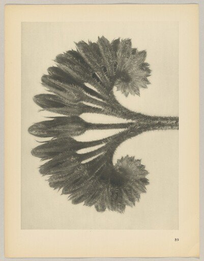 Symphytum officinale