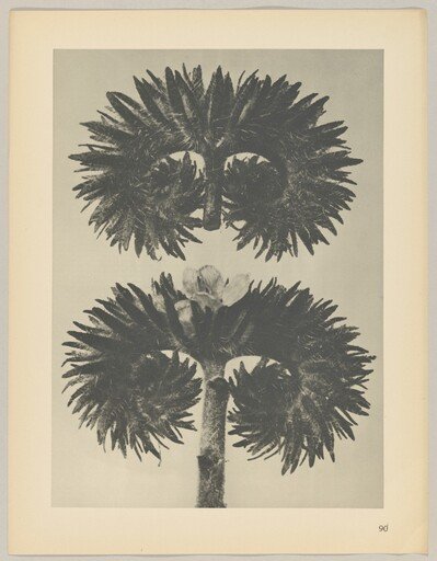 Phacelia tanacetifolia