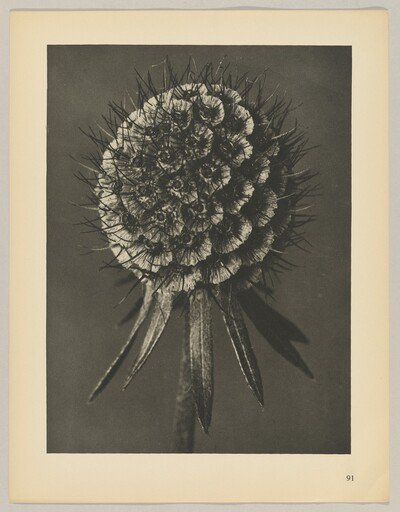 Scabiosa columbaria