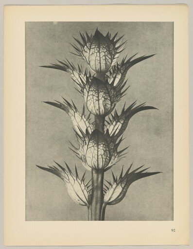 Acanthus mollis