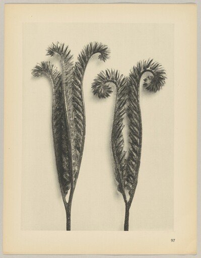 Phacelia tanacetifolia