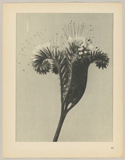 Phacelia tanacetifolia