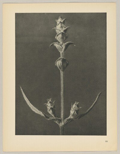Salvia
