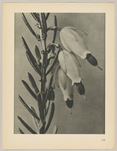 Erica herbacea
