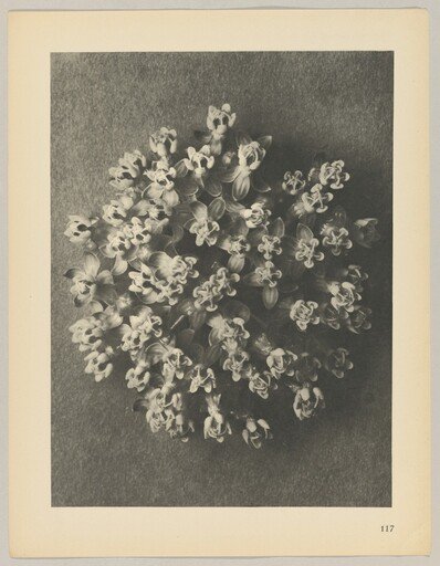 Asclepias incarnata