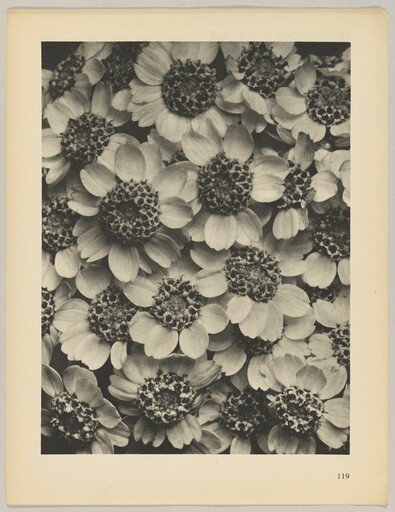 Achillea clypeolata