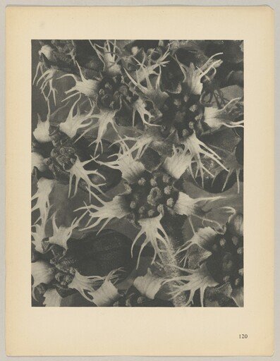 Tellima grandiflora