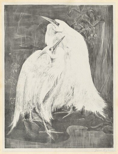 Two White Egrets