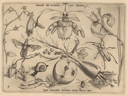 Archetypa studiaque patris Georgii Hoefnagelii [Part 1, Plate 5]