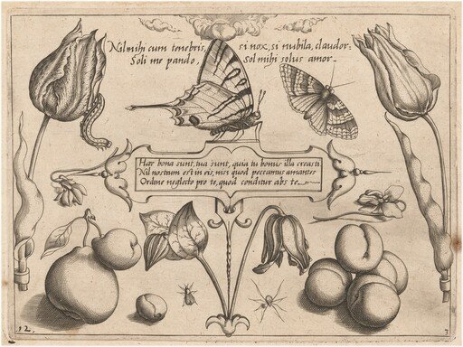Archetypa studiaque patris Georgii Hoefnagelii [Part 3, Plate 12]