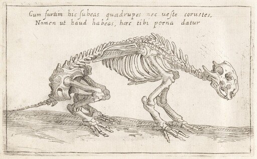 Skeleton of a Quadruped