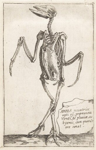 Skeleton of a Heron