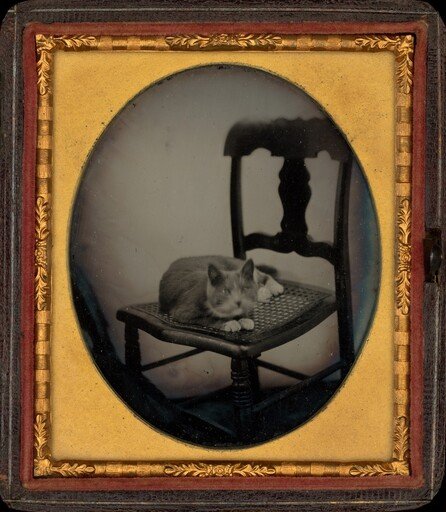 Portrait of a Cat