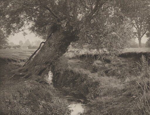 A Willow Grows Aslant The Brook
