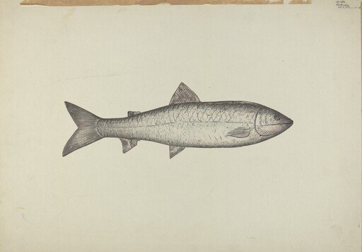 Fish Shop Sign
