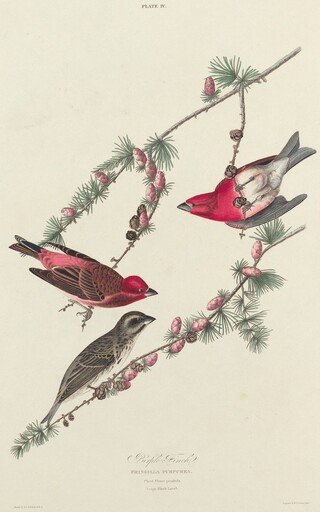 Purple Finch