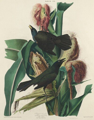 Purple Grackle