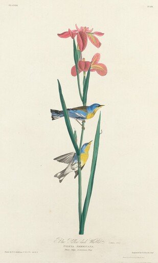 Blue Yellow-backed Warbler