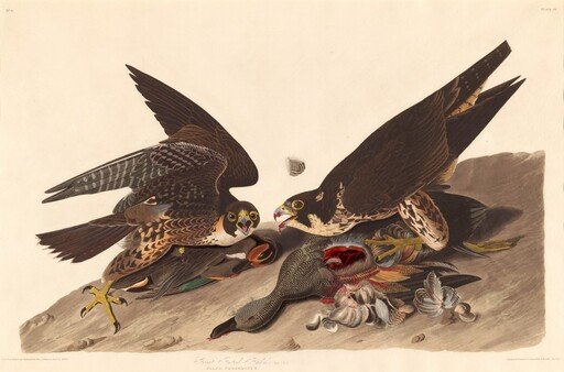 Great Footed Hawk