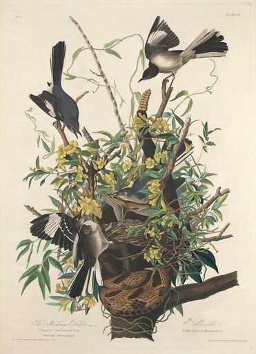 The Mocking Bird