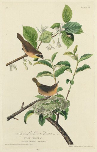Maryland Yellow Throat