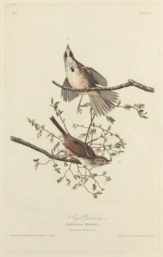 Song Sparrow