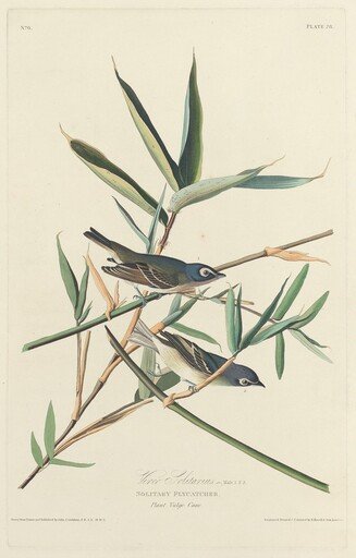 Solitary Flycatcher
