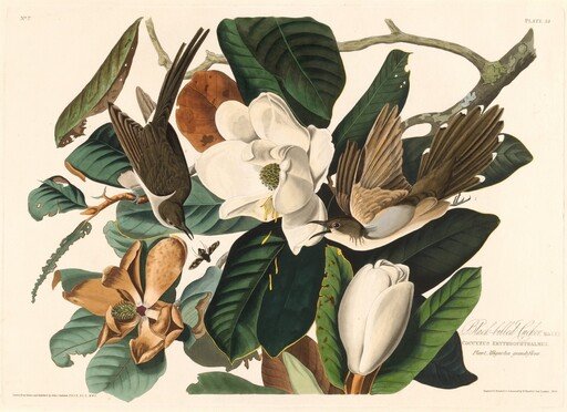 Black-billed Cuckoo