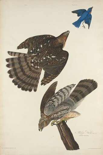 Stanley Hawk