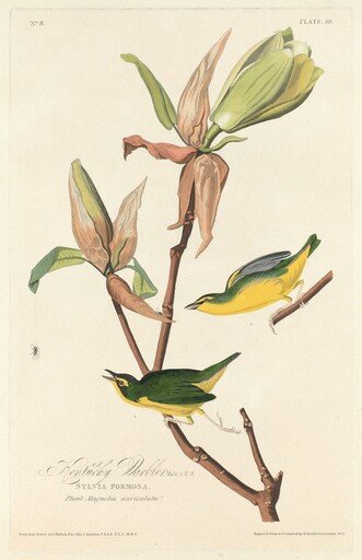 Kentucky Warbler