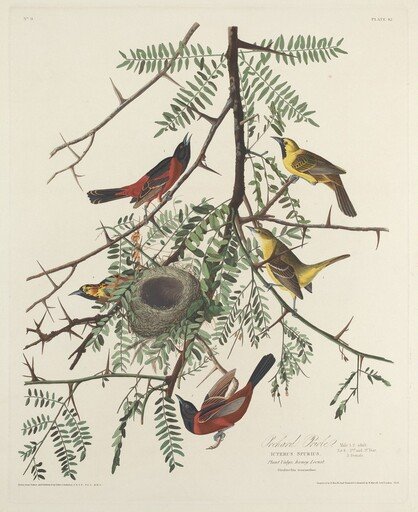 Orchard Oriole