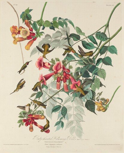 Ruby-throated Humming Bird