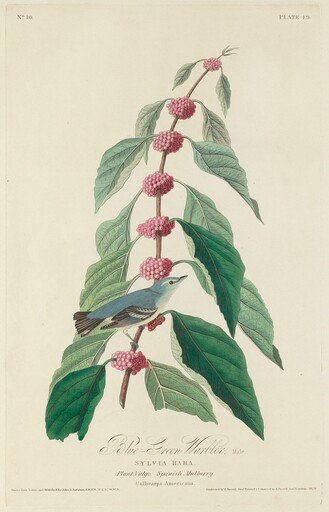 Blue-green Warbler