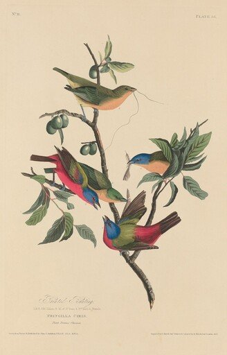 Painted Bunting