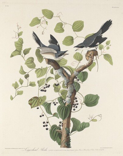 Loggerhead Shrike