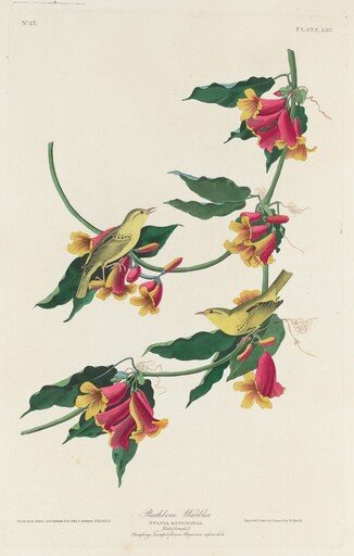 Rathbone Warbler