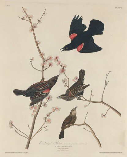 Red-winged Starling