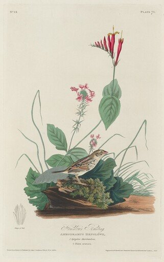 Henslow's Bunting