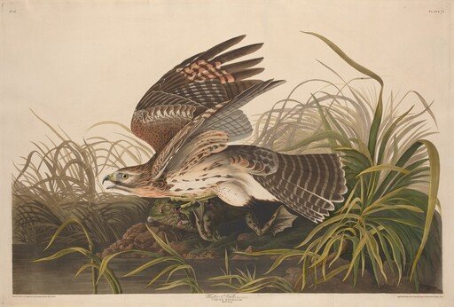 Winter Hawk