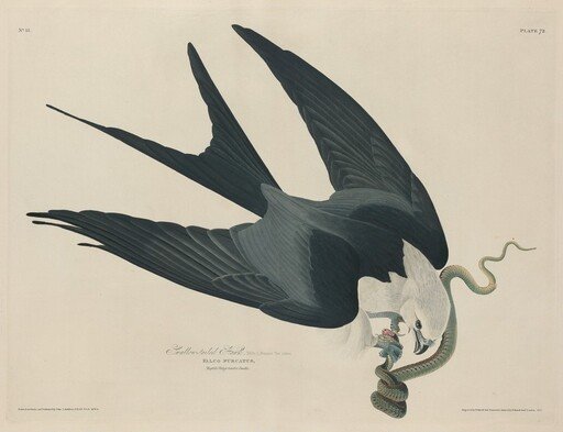 Swallow-tailed Hawk