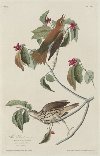 Wood Thrush