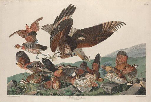 Virginian Partridge