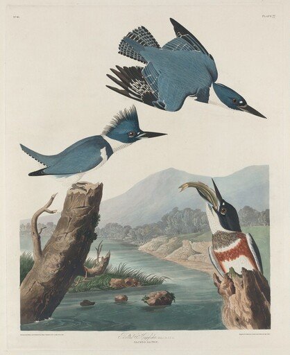 Belted Kingsfisher